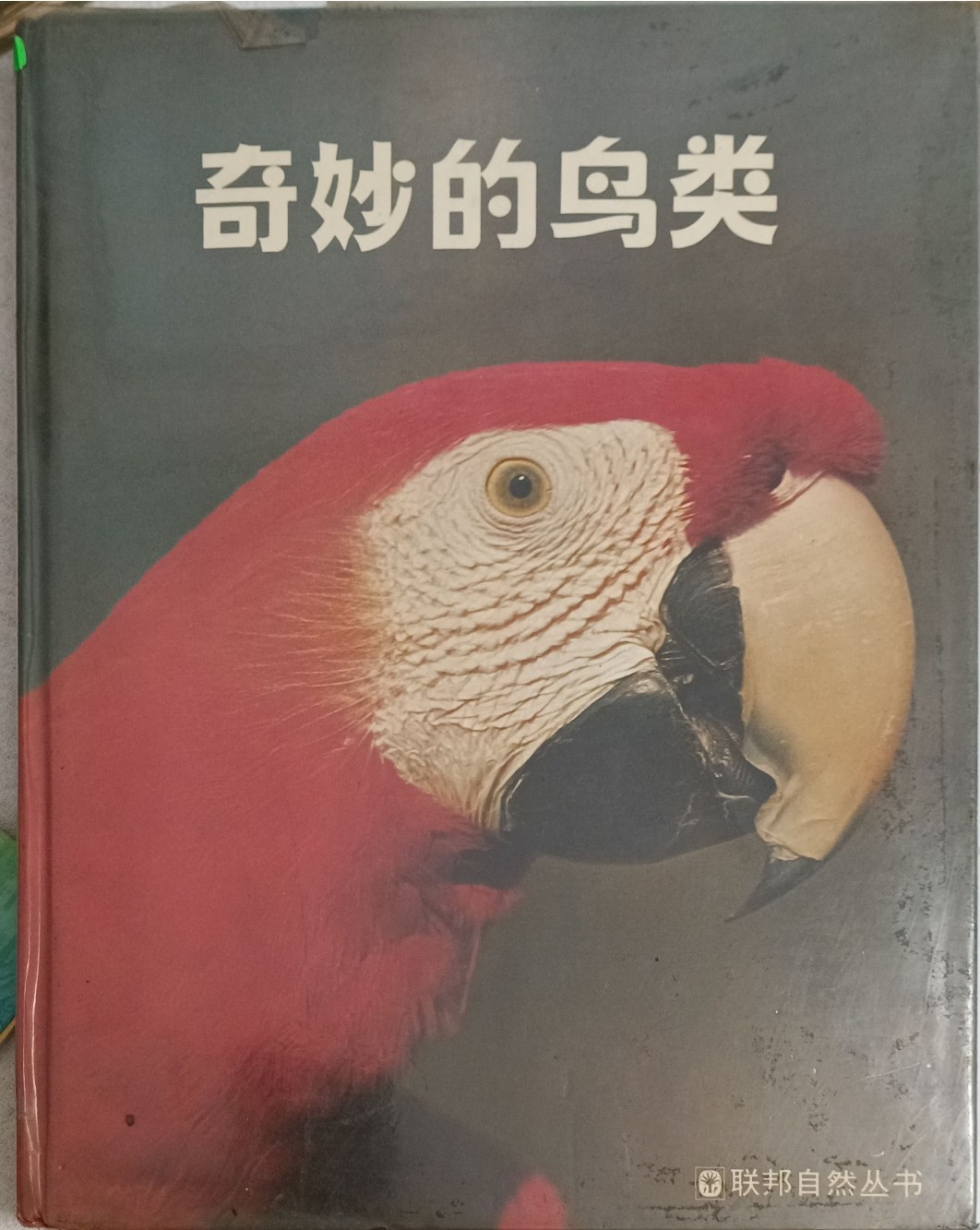 奇妙的鸟类